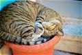 Cat sleeping in a pot in Lisbon/ chat dormant dans un pot de fleur ÃÂ  Lisbonne Royalty Free Stock Photo